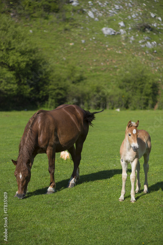Female horse and her baby on grass field in sunny day © ionut