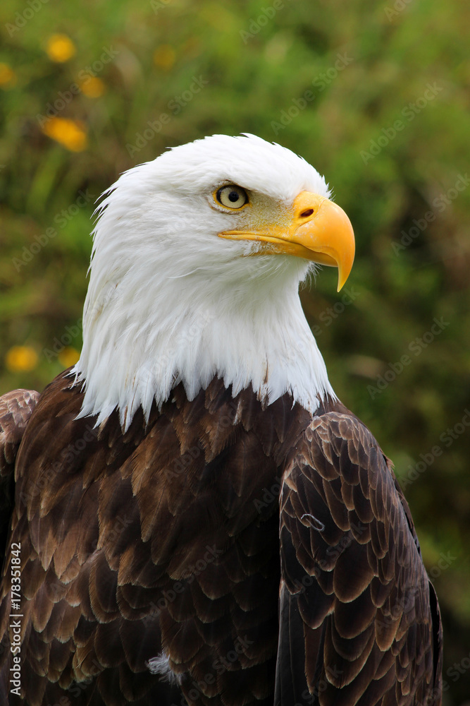 Head of an American Bald Eagle Head of an American Bald Eagle