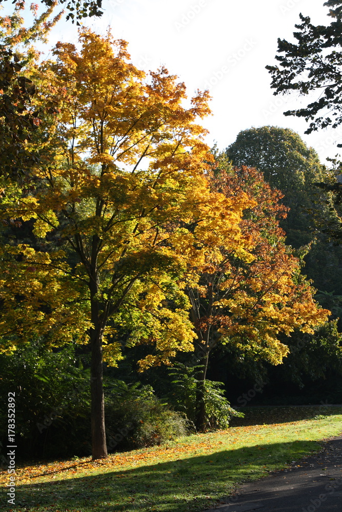 Naklejka premium Herbst, Autumn, in einem kleinen Mannheimer Park, 2017