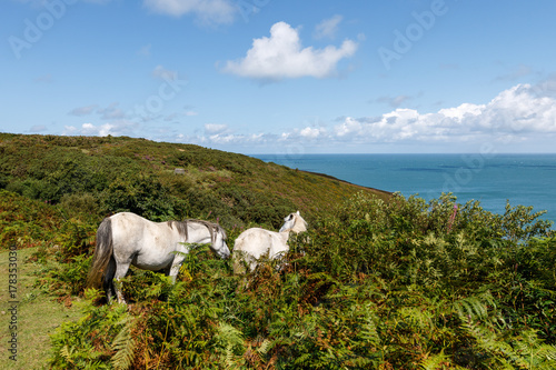 Die Pferde an der Fishguard Bucht
