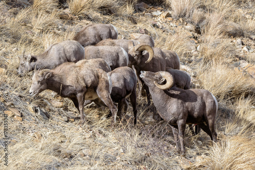 Colorado Rocky Mountain Bighorn Sheep © Gary