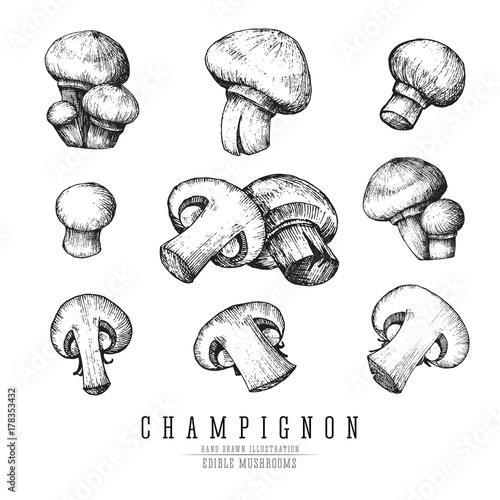 Champignon mushrooms vector sketch collection. Whole and sliced edible mushroom isolated, single and groups, engraving on white background.