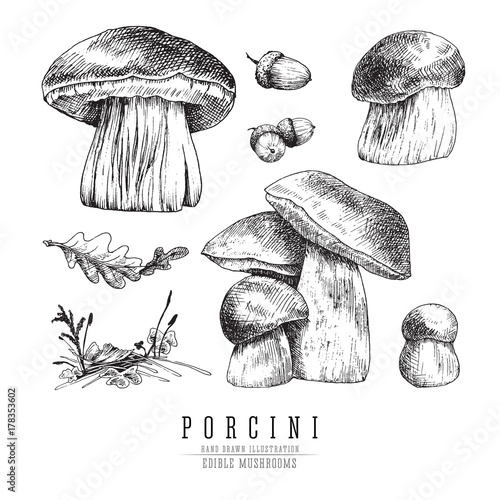 Cep mushrooms vector sketch set, porcini boletus with forest accessories: moss, plants, oak leaf.  Edible mushroom isolated engraving on white background.