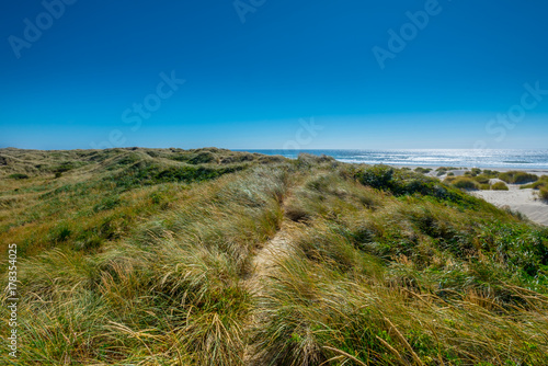 Grasses Blow On Windy Dunes of Pacific Ocean