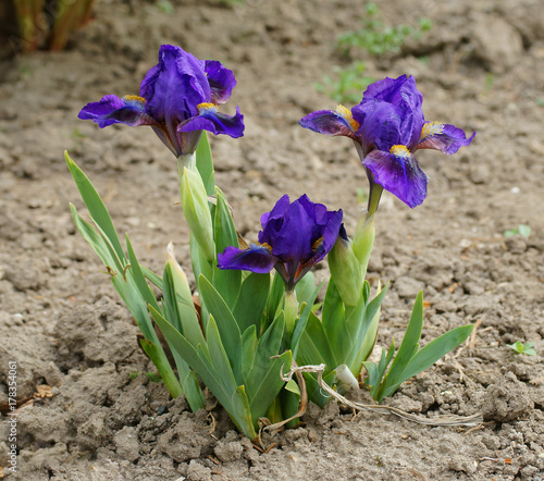 Iris dwarf flower photo