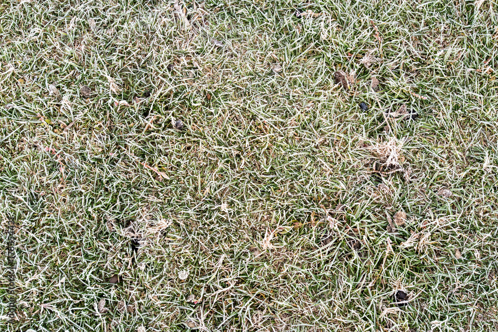 Hoarfrost on the grass, green and dry leaves. Natural backgrounds and textures. Hoarfrost on the grass, green and dry leaves. Natural backgrounds and textures.