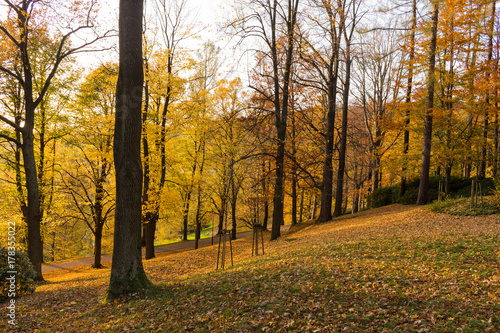 Forest spring nature landscape in sunny spring weather. Sunset in forest.