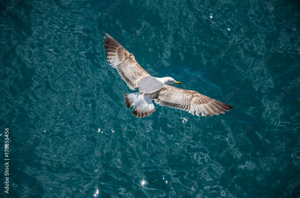 Fototapeta premium Mouette en plein vol sur le Bosphore 