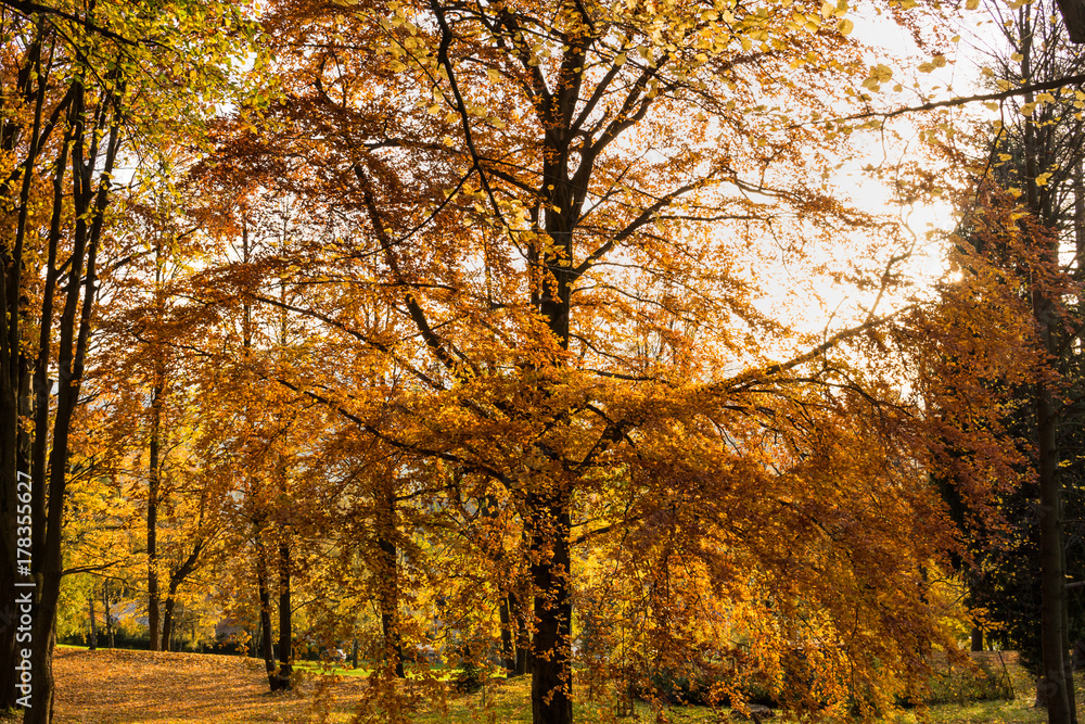 Fototapeta premium Forest spring nature landscape in sunny spring weather. Sunset in forest.