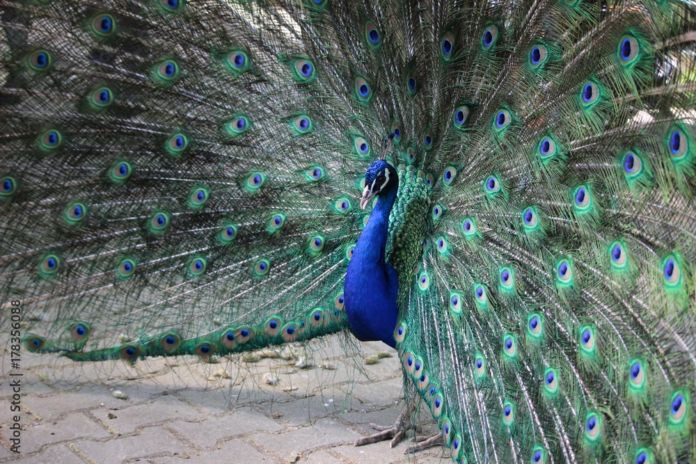 Obraz premium Pfau