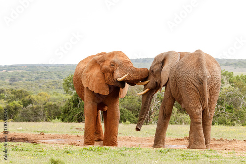 Elephant playing with his trunk against the others head