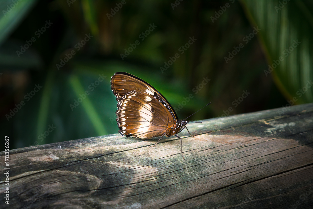 Naklejka premium The butterfly Cruiser butterfly (Vindula arsine) with orange and brown folded wings is sitting on the piece wood fence in Cairns, Kuranda, Australia .