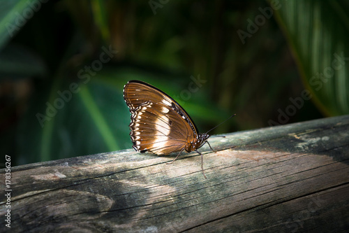 The butterfly Cruiser butterfly (Vindula arsine) with orange and brown folded wings is sitting on the piece wood fence in Cairns, Kuranda, Australia .