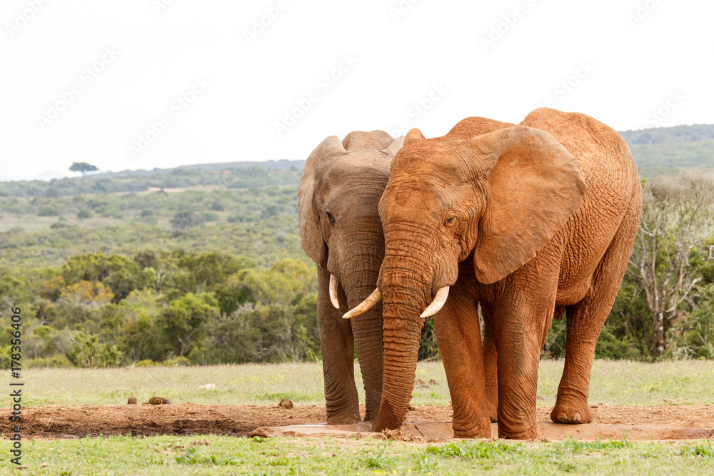 Elephants standing with their trunks close to each other