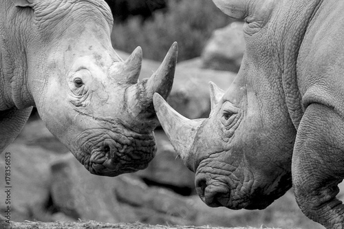 Two Rhinos Fighting