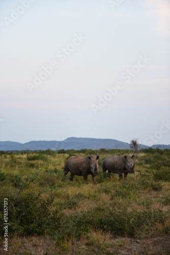 Rhino couple