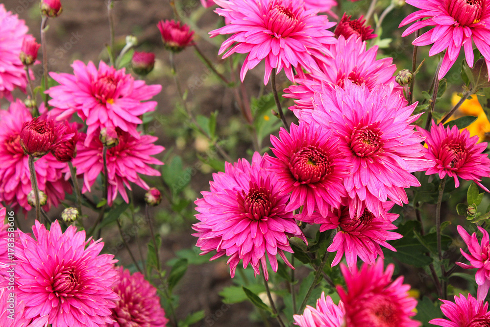 Flower chrysanthemum in autumn garden Flower chrysanthemum in autumn garden