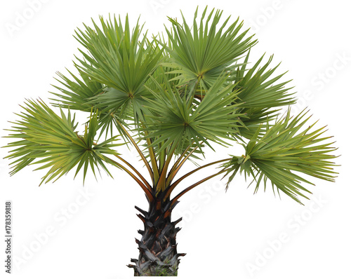 young Betel palm on isolate background and clipping path © praneet1991