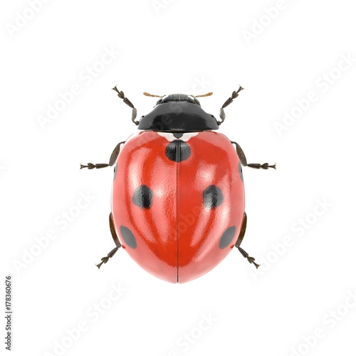 Fotografia Ladybug on white. 3D illustration