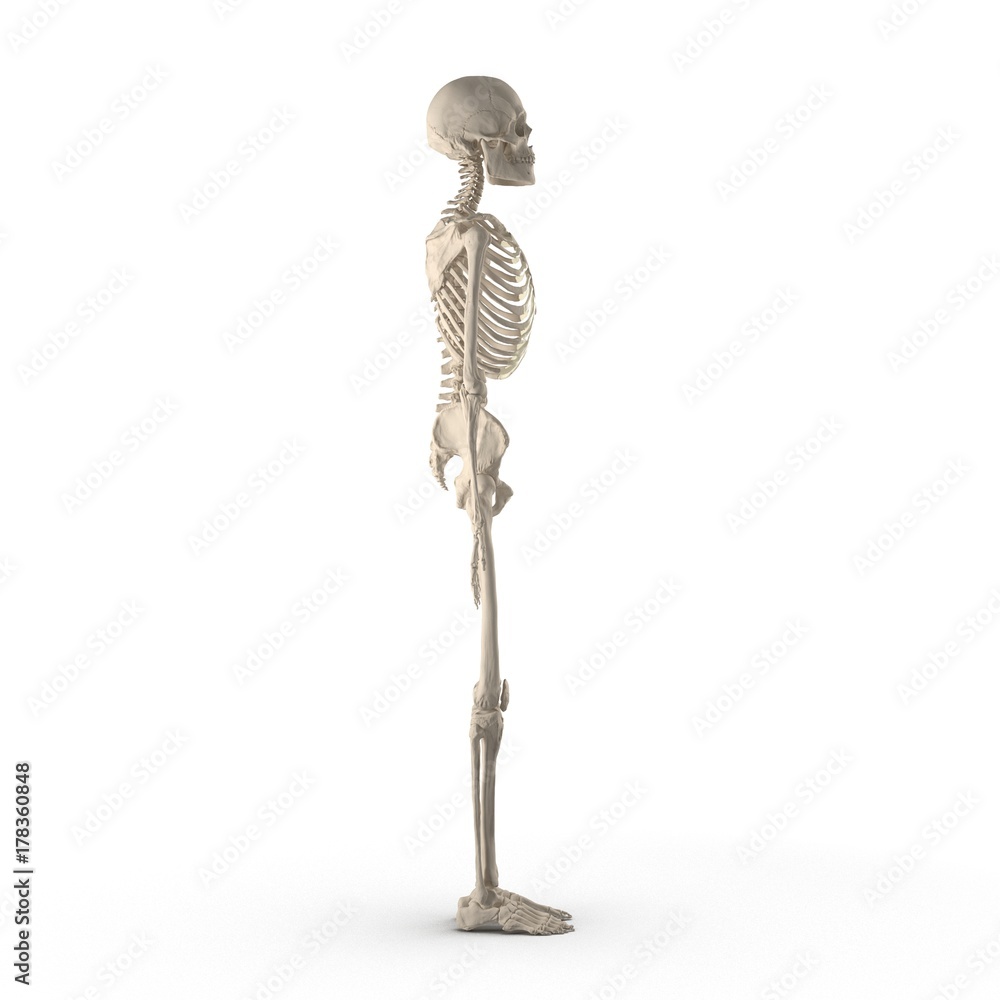 medical accurate male skeleton standing pose on white. Side view. 3D illustration