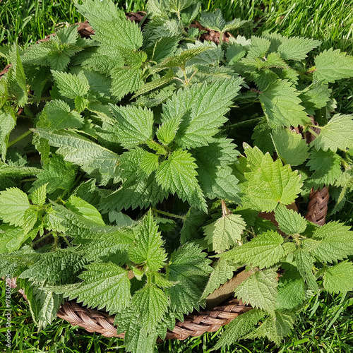 Brennnessel, Urtica, Dioica, Grosse, Wildkraeuter, Wildgemuese, Heilpflanze photo