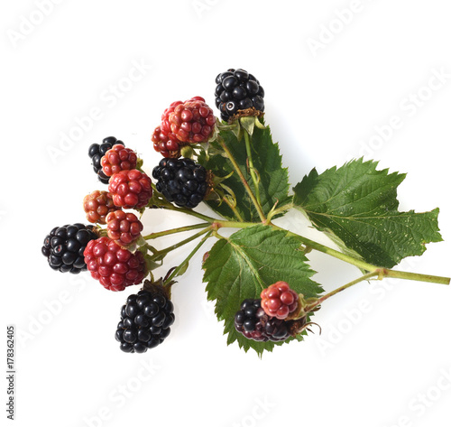 Brombeeren, Rubus, fructicosa photo