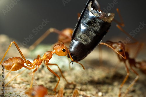 Macro shot of ant © Anupap
