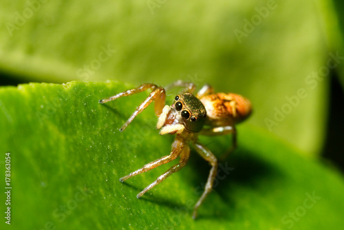 Mocro shot of the jumping spider