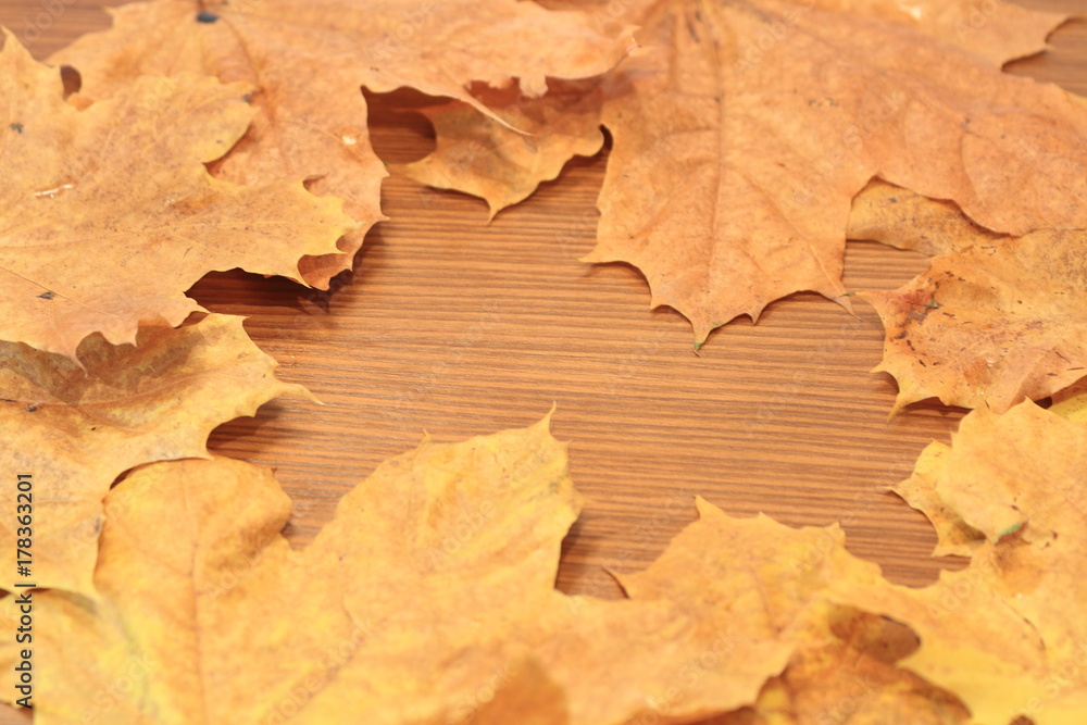 The best autumn leaves of trees and still life The best autumn leaves of trees and still life