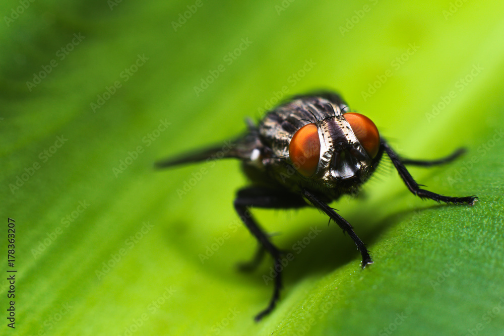 Macro shot of fly on the leaf Macro shot of fly on the leaf