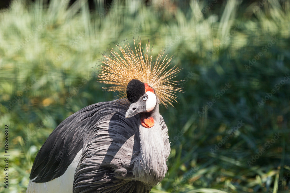Fototapeta premium Gray Crowned Crane in Mapungubwe National Park, Limpopo, South Africa
