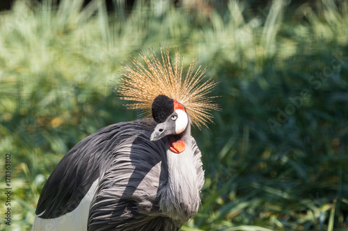 Gray Crowned Crane in Mapungubwe National Park, Limpopo, South Africa photo