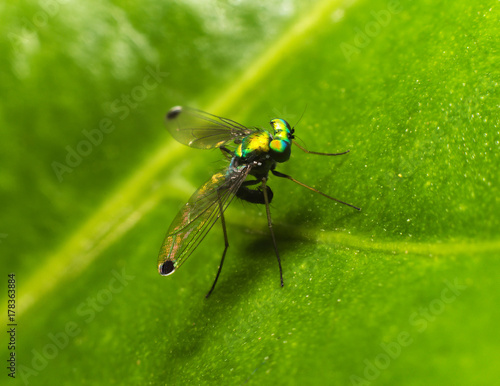 Dolichopodidae Insect On Green Leaf