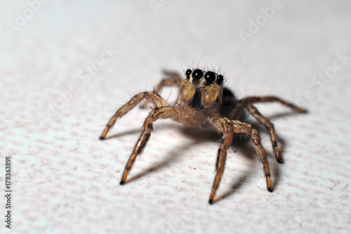 Mocro shot of the jumping spider