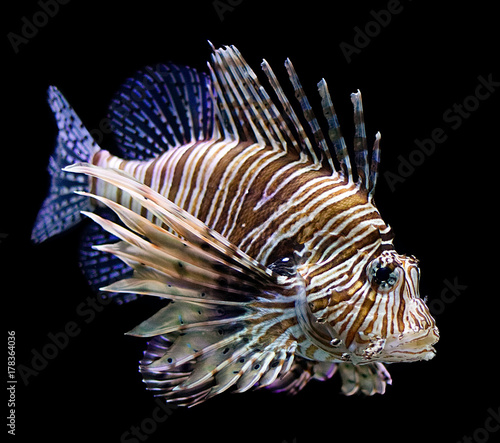 lion fish side black background