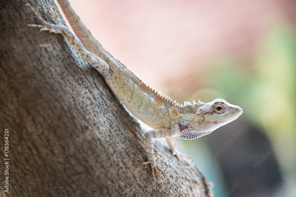 Fototapeta premium chameleon on the tree on nature background