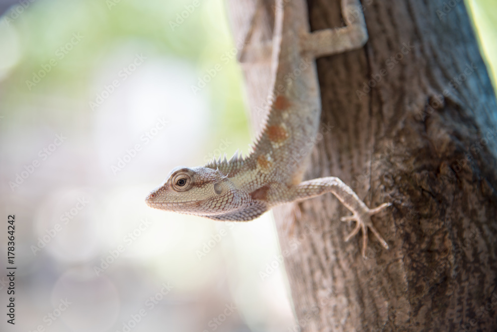 Fototapeta premium chameleon on the tree on nature background