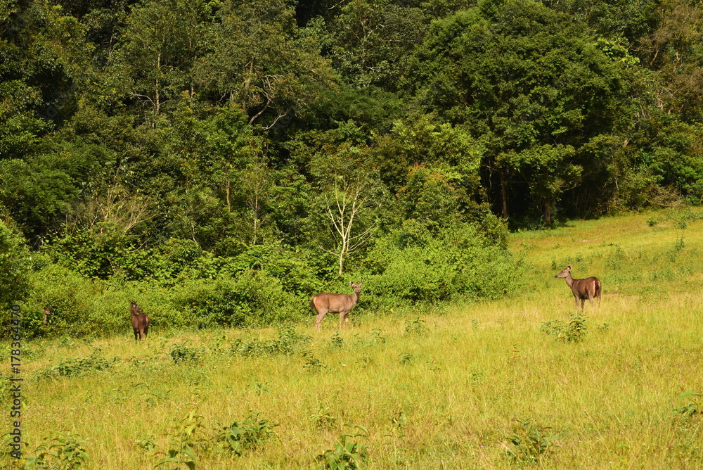 Naklejka premium deer on land/ wild animal is coming-out when we're camping