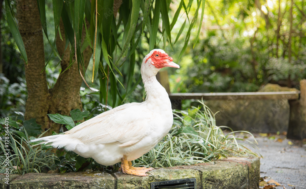 White Muscovy duck portrait ,Musky duck , Indoda , Barbary duck with red nasal corals in the public garden White Muscovy duck portrait ,Musky duck , Indoda , Barbary duck with red nasal corals in the public garden