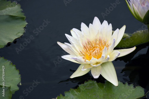 White water lily