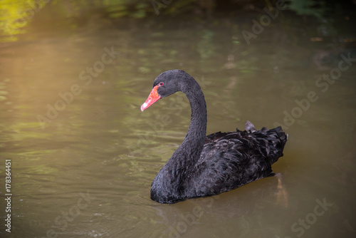 image of a black swan swimming on a pool
