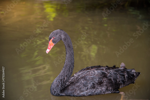 image of a  black swan swimming on a pool