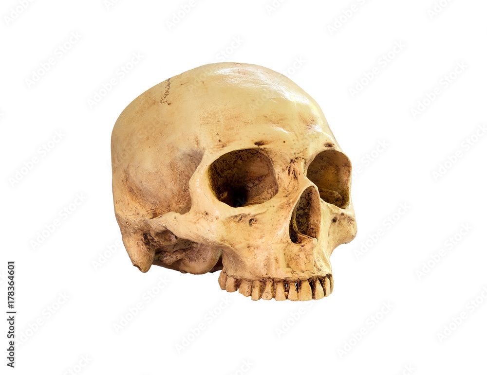 Skull isolated on white background with Clipping path Skull isolated on white background with Clipping path