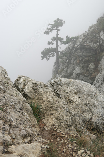 Pine on cliff in dense fog
