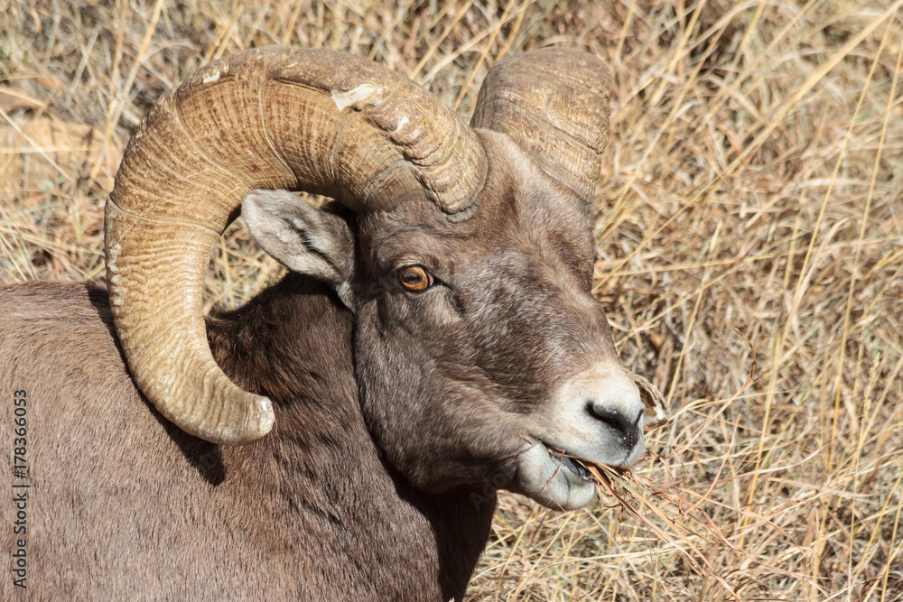 Bighorn Ram - Colorado Rocky Mountain Bighorn Sheep
