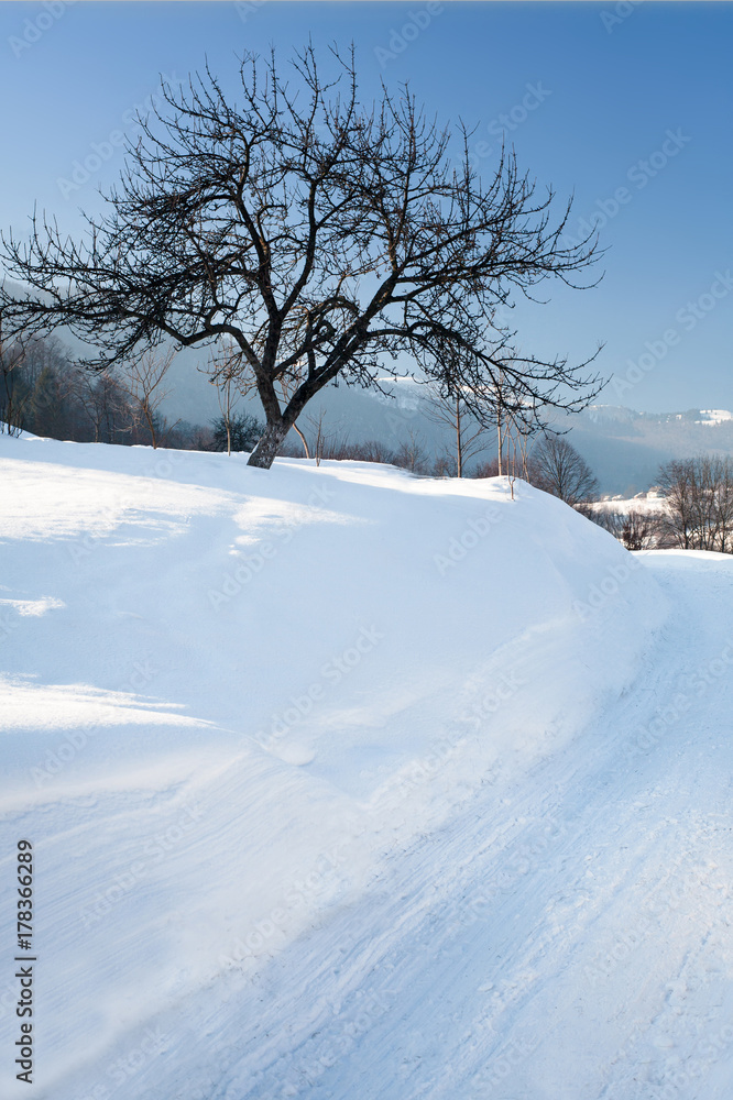 Fototapeta premium Beautiful winter landscape with with a lone tree