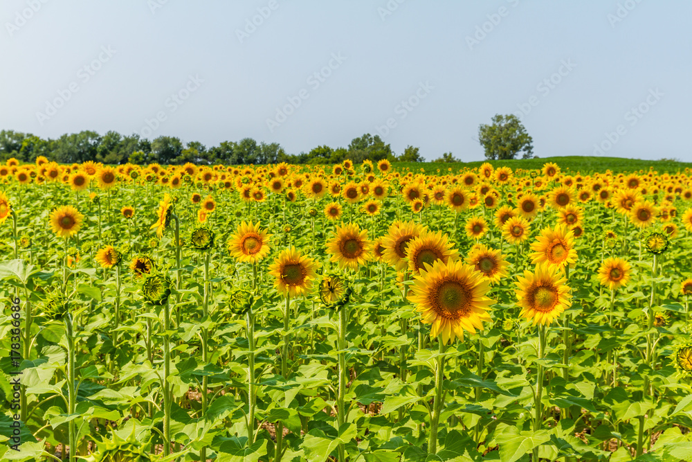 Sunflowers