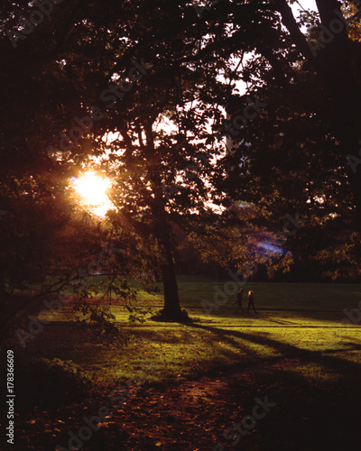 Autumn leaves in park at golden hour