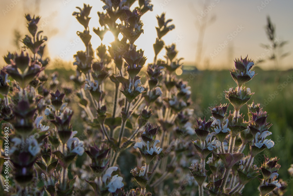 Plants in summer steppe in sunset, Kazakhstan