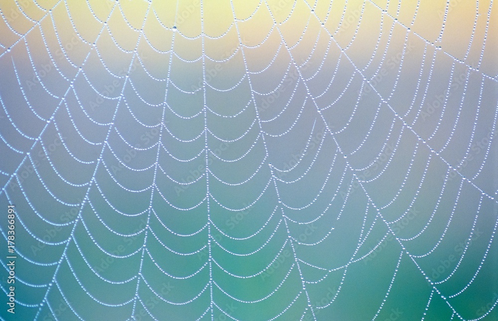 Spinnennetz mit Tautropfen am Morgen, Pastellfarben, Niedersachsen, Deutschland, Europa
